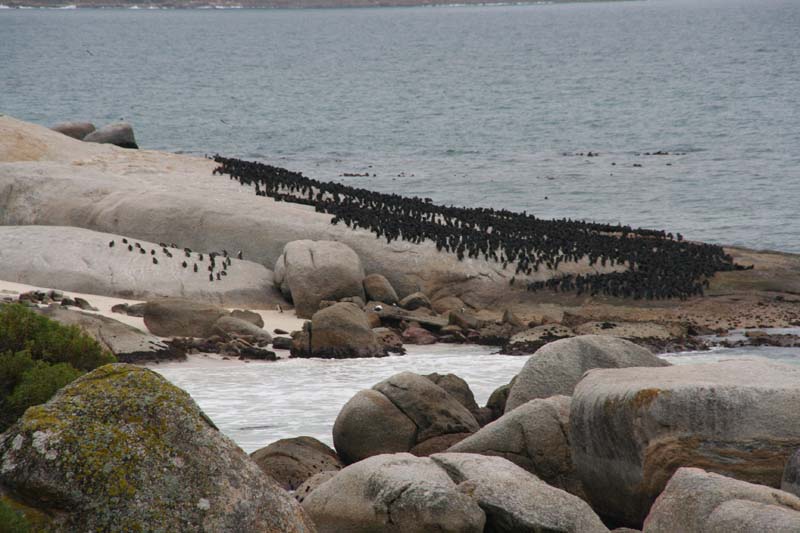 256 Pingviner